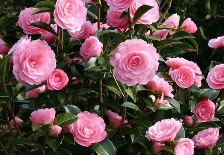 Camellia x williamsii 'E.G. Waterhouse'