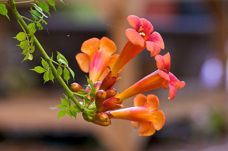 Chinese Trumpet Creeper Info – Tips For Growing Chinese Trumpet Vines