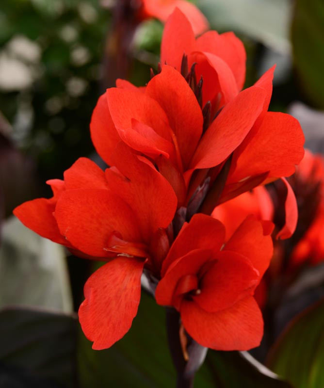 Canna 'Cannova Bronze Scarlet' (Canna Lily)