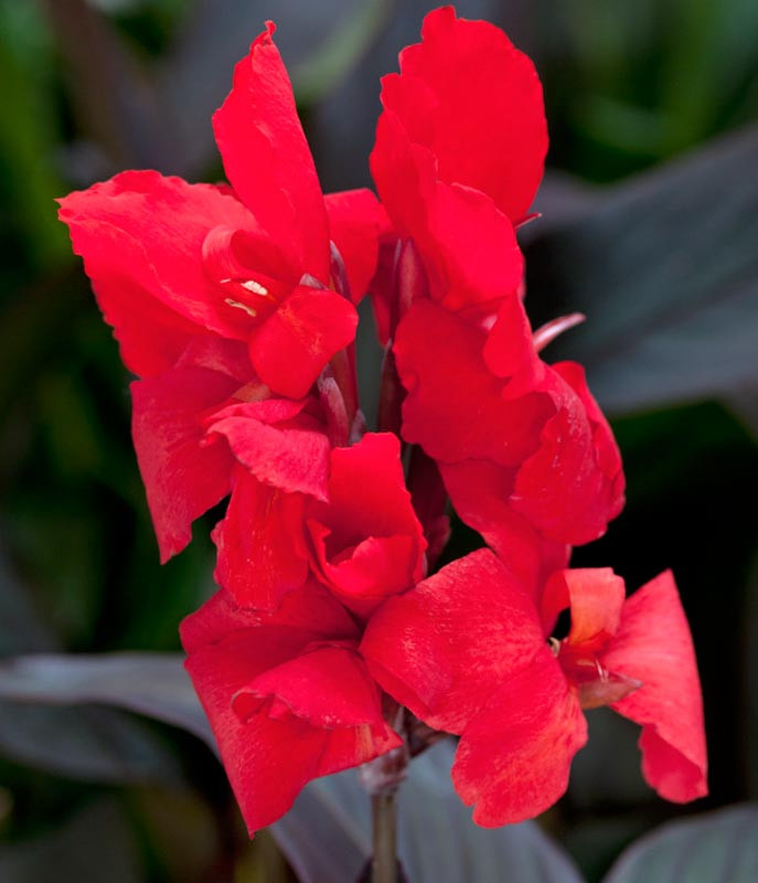 Canna 'Toucan Scarlet' (Canna Lily)