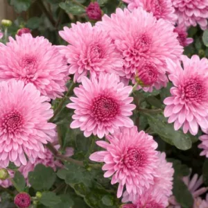 57 Types of Flowers You Should Grow