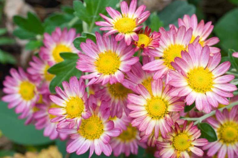 Chrysanthemum Daisy Rose (Mum, Daisy Style Chrysanthemum)