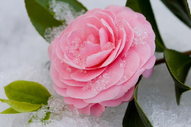 Winter camellia shop