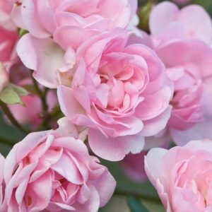 Scotch Rose Plant Care: Water, Light, Nutrients