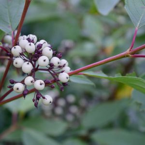 Attractive Shrubs and Trees with White Fruits and Berries