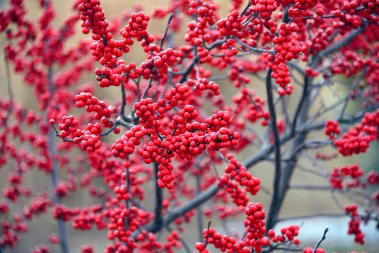 What are the beautiful red berries by the side of the road