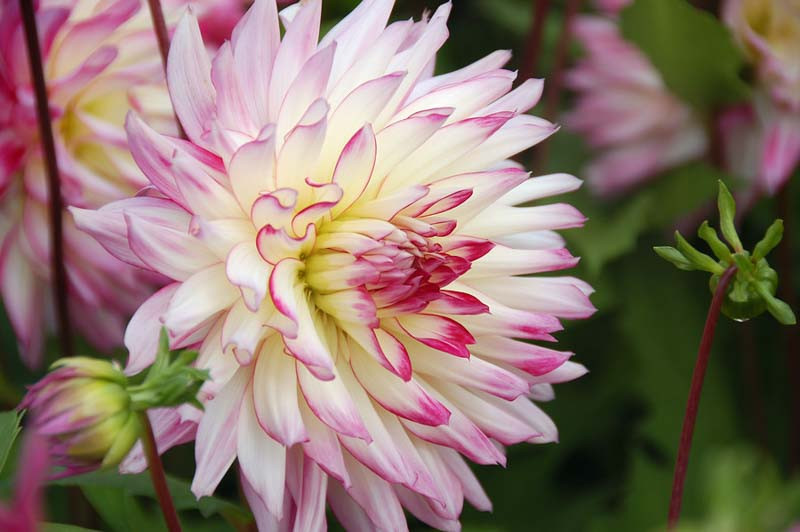 Decorative Dahlias