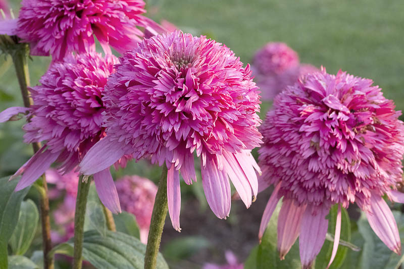 Echinacea purpurea 'Razzmatazz' (Coneflower)