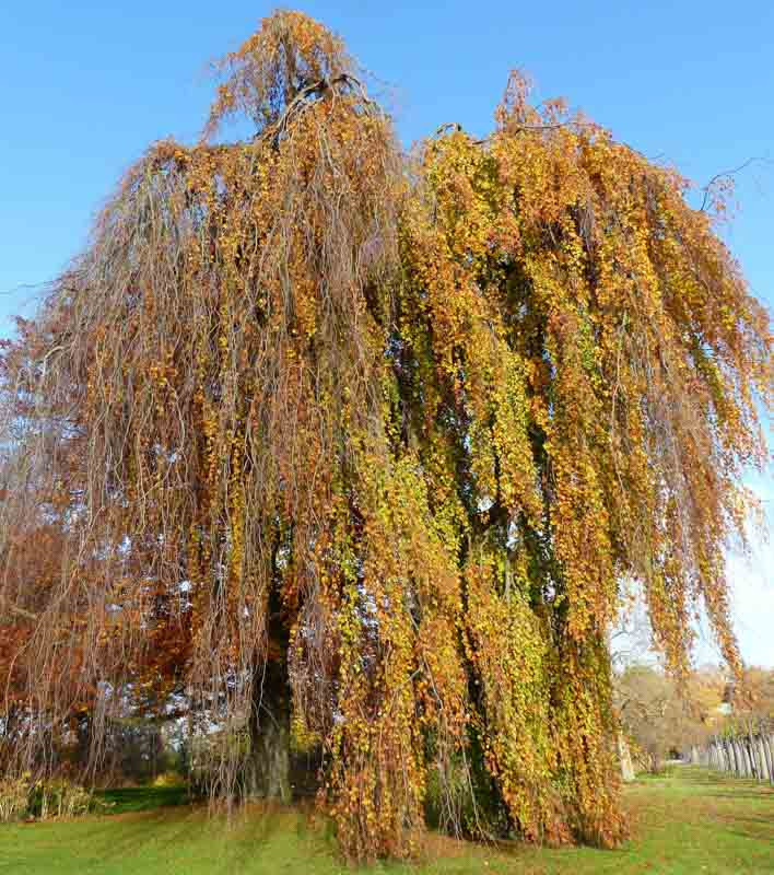 Fagus Sylvatica 'Pendula' (European Beech)