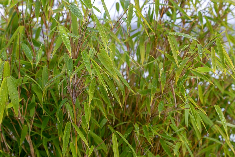 Fargesia murielae (Umbrella Bamboo)