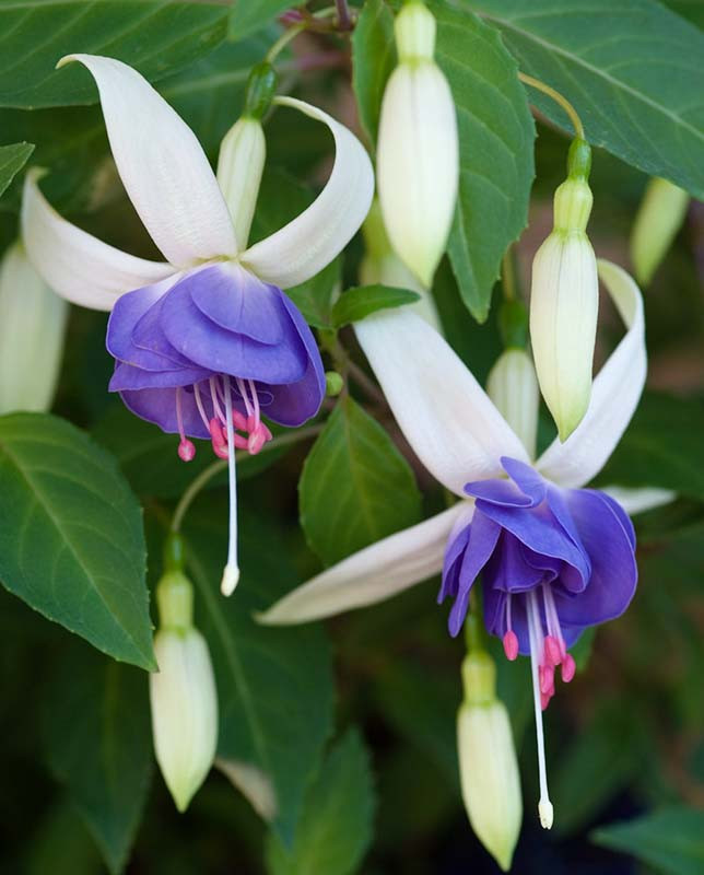 A Long-Lasting and Colorful Front Garden