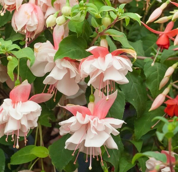 A Long-Lasting and Colorful Front Garden