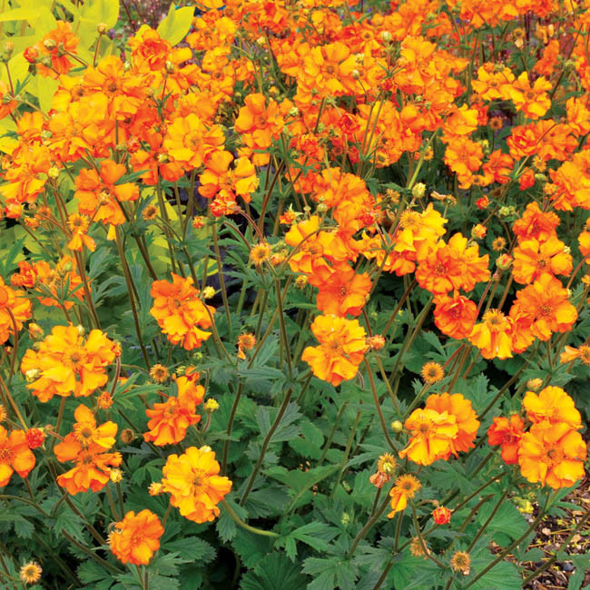 Geum 'Fireball' (Avens)