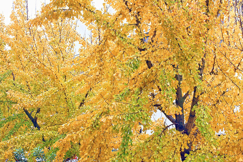 maidenhair tree, Ginkgo Tree, Gingko Tree, Ginko Tree (Ginkgo biloba),  Stock Photo, Picture And Rights Managed Image. Pic. BWI-BS440462