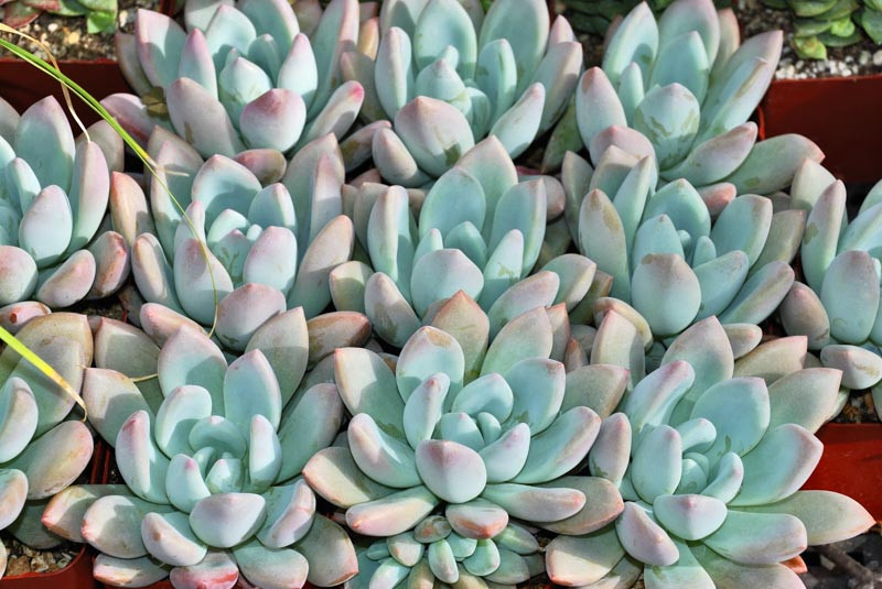 Graptoveria 'Moonglow'