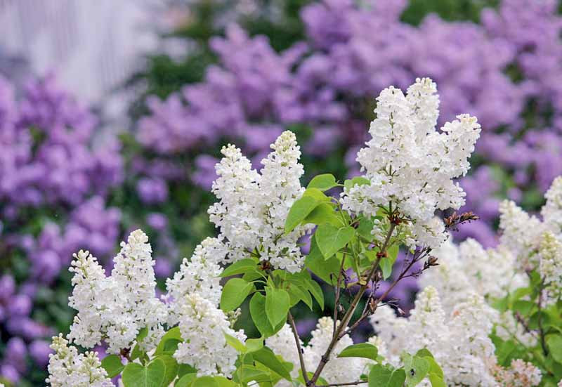 Lilac Bush Not Blooming? Here's What to Do - Birds and Blooms