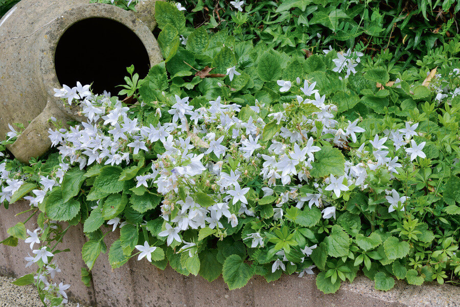 13 Ground Covers With White Flowers