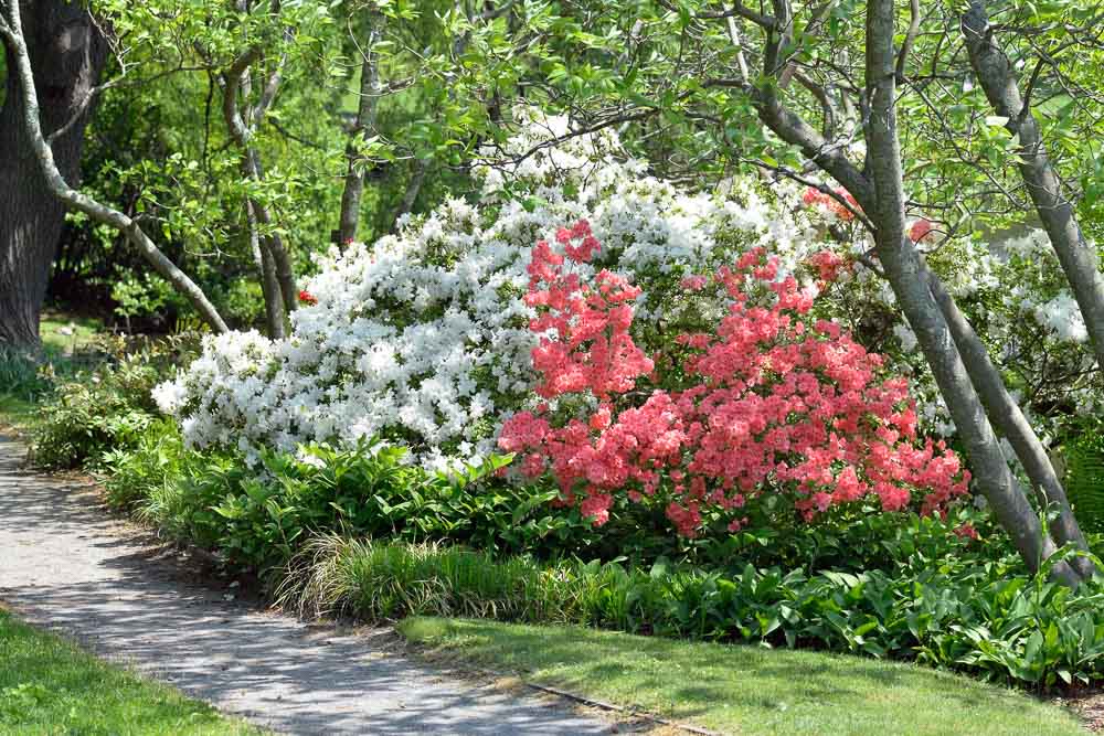 Great Hostas as Companion Plants for Rhododendrons