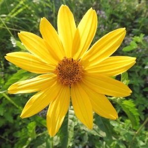 Native Plant Alternatives to Inula helenium (Elecampane)