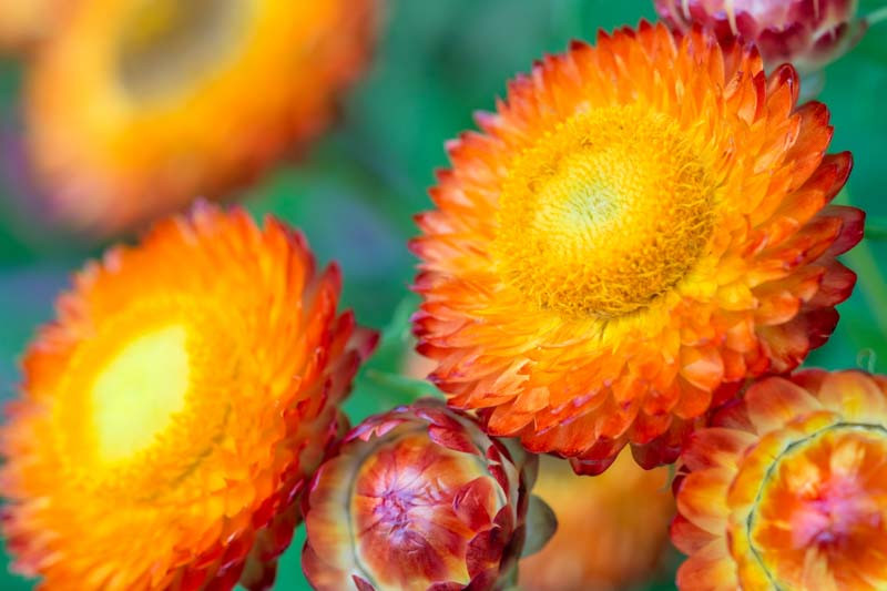 How To Grow And Care For Strawflowers, An Everlasting Beauty