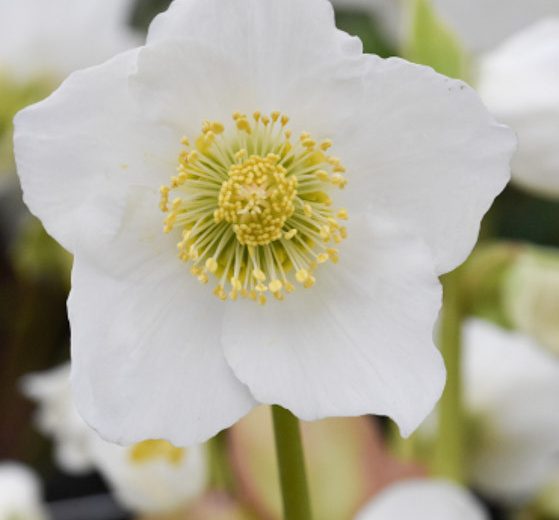 Helleborus niger 'Josef' (Christmas Rose)