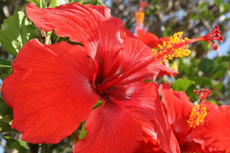 Hibiscus rosa-sinensis 'Brilliant' (Tropical Hibiscus)