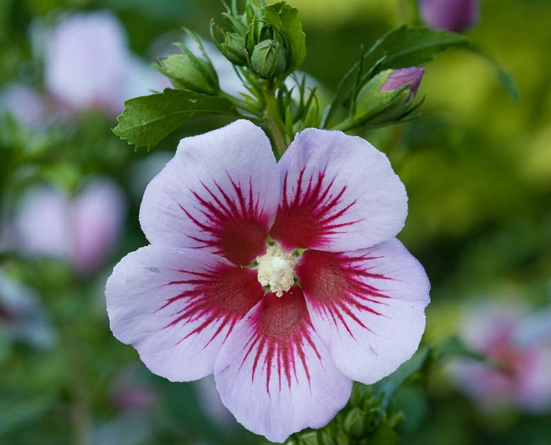 Hibiscus syriacus Orchid Satin® (Rose of Sharon)