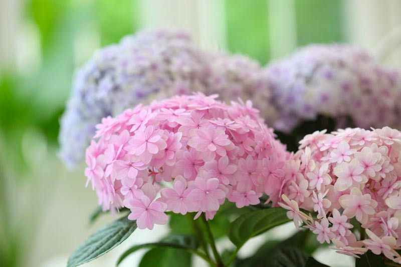 https://www.gardenia.net/wp-content/uploads/2023/05/Hydrangeas-for-Coastal-South-Region.webp