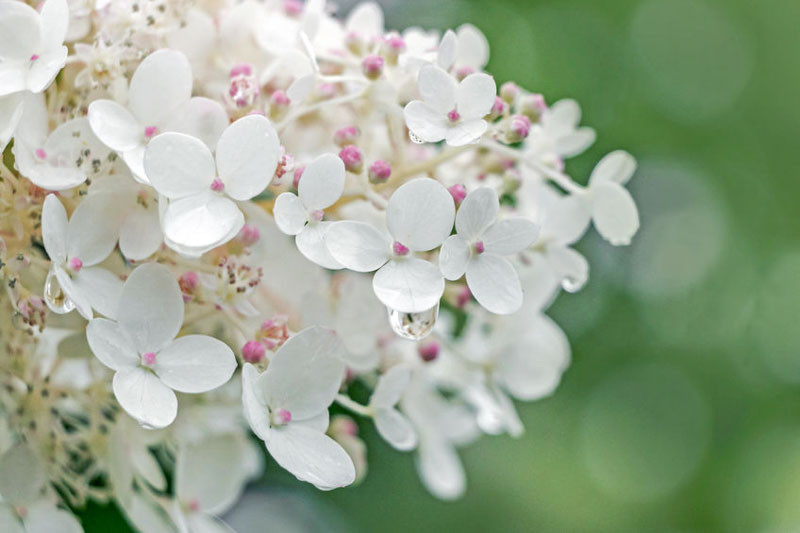 Beautiful Hydrangeas for the Middle South Region