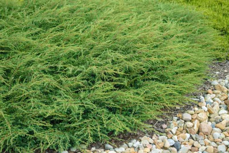Juniperus communis 'Repanda' (Common Juniper)