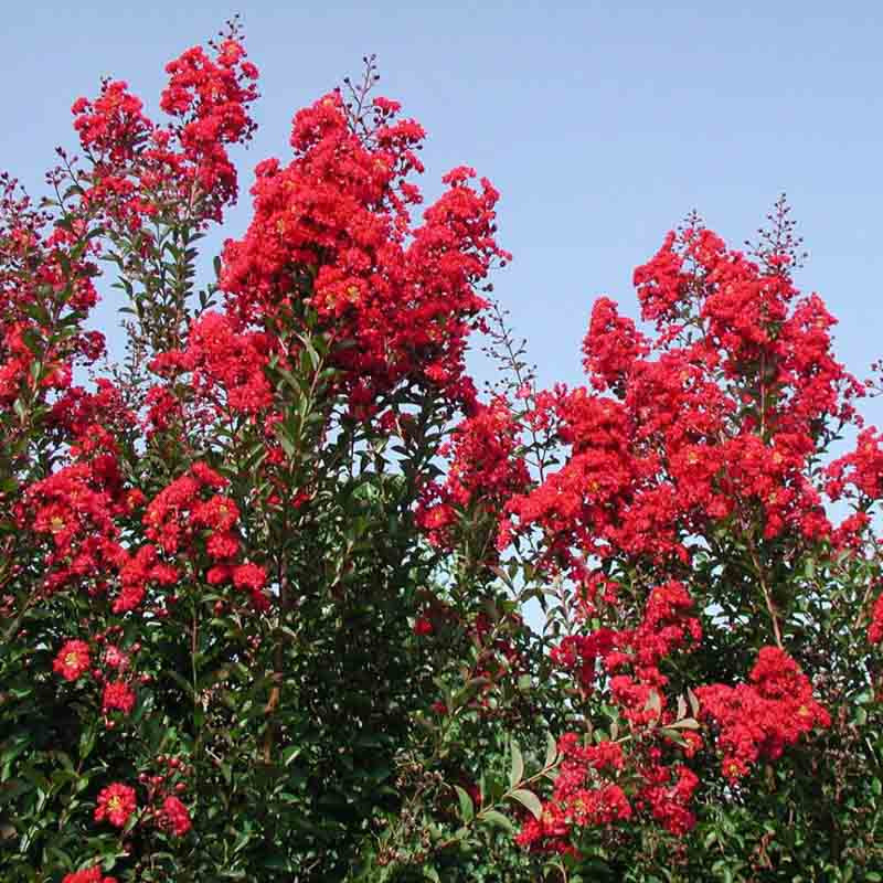 Red 2024 crepe myrtle