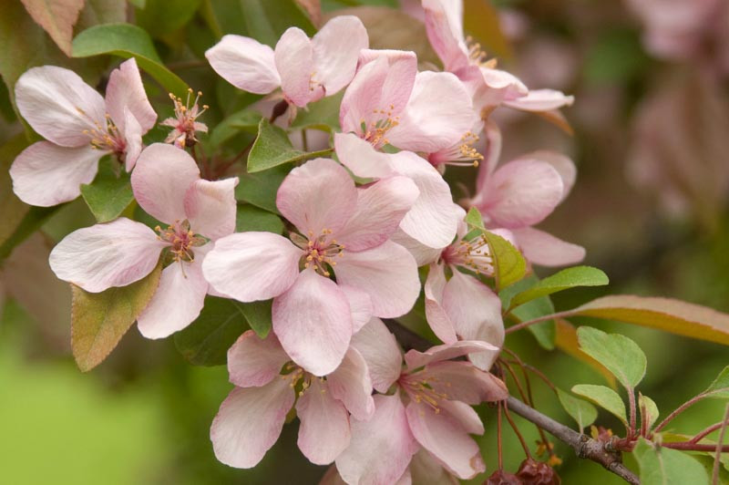 Spring Flowers- The Magic of Urban Fruiting Trees - Earth Within