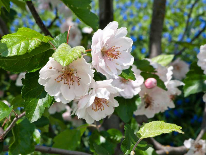 Harvested organic apples (Malus sp.). Photographed in Gura