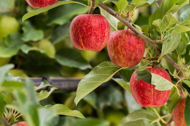 Gala Apples 🍎 (Malus Domestica) - Savoring The Good®