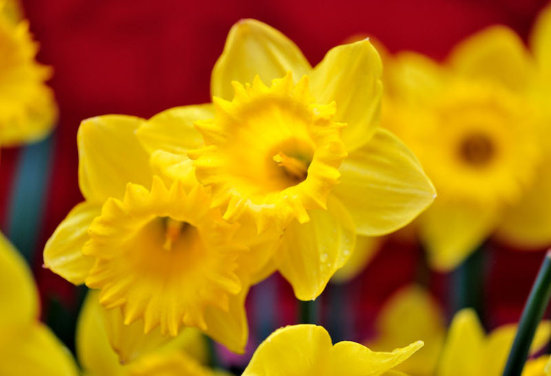 Gigantic Star Large Cupped Daffodil Bulbs, Narcissus