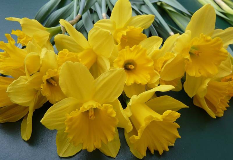 Narcissus 'Unsurpassable' (Trumpet Daffodil)