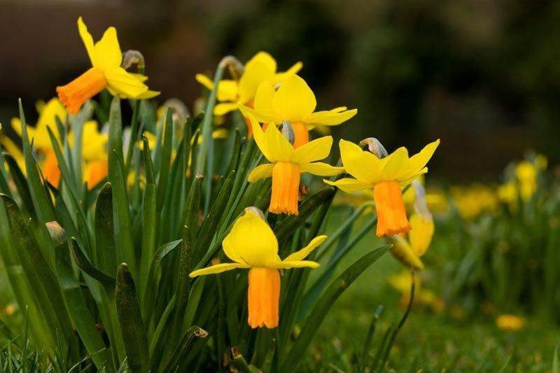 Narcissus 'Velocity' (Cyclamineus Daffodil)