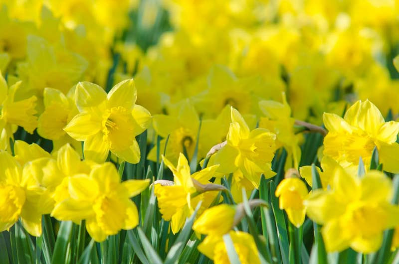 Narcissus obvallaris (Tenby Daffodil)