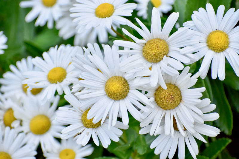 25 Types of Daisies You Should Grow