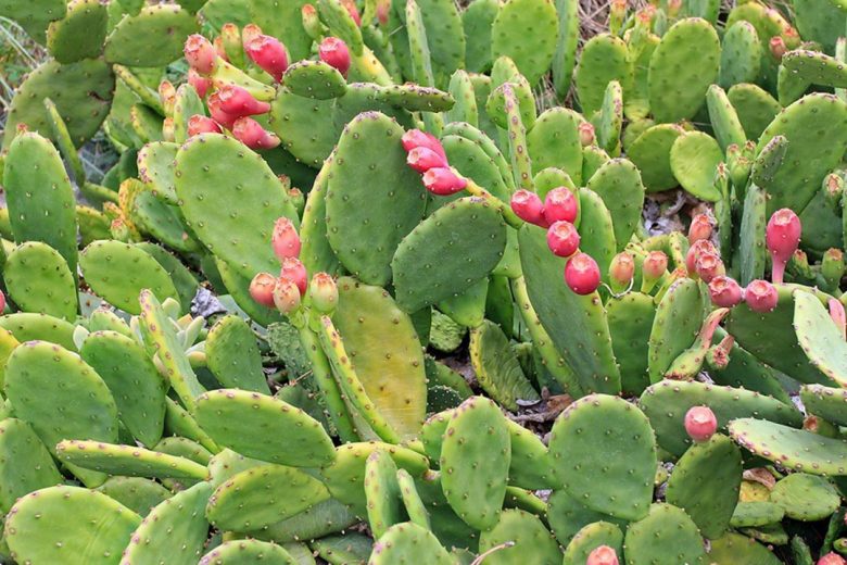 Opuntia humifusa (Eastern Prickly Pear)