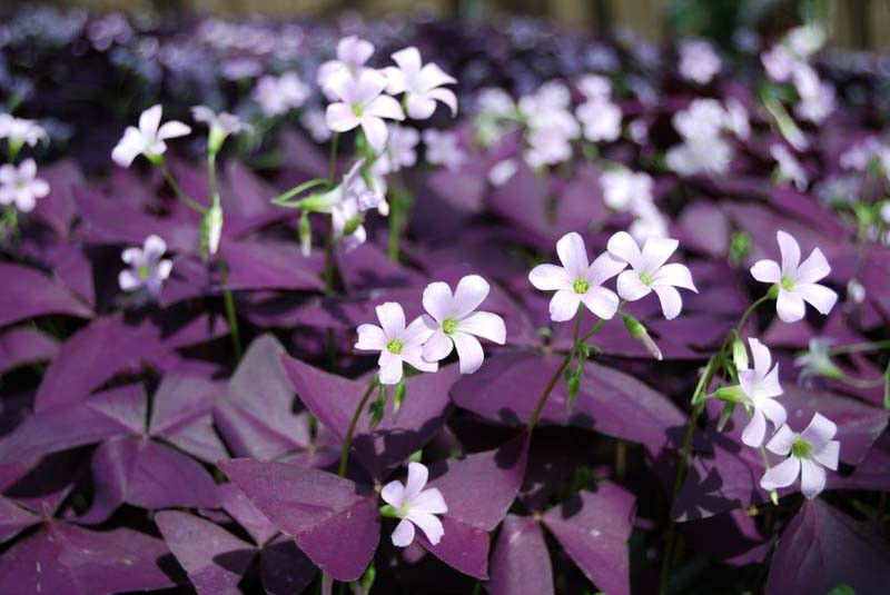 purple shamrock blooms