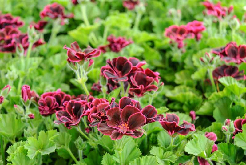 Pelargonium peltatum 'Cascade White' (Ivy Geranium)