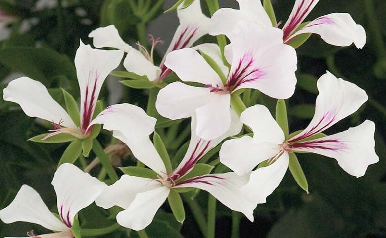 https://www.gardenia.net/wp-content/uploads/2023/05/Pelargonium-peltatum-Cascade-White-780x481.webp