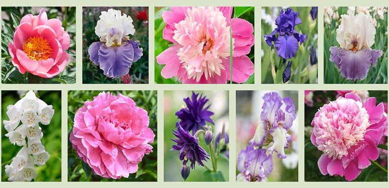 Peonies and Companion Plants - Pink & Violet Theme