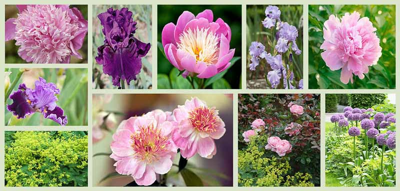 Peonies and Companion Plants - Pink & Purple Theme