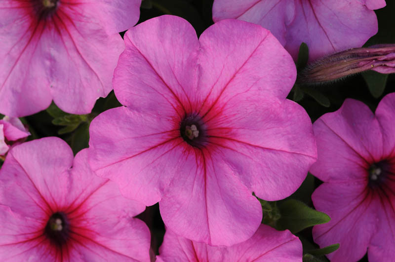 Petunia 'Easy Wave Pink Passion'