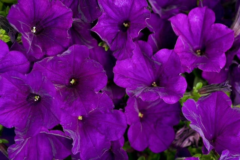 Supertunia® Royal Velvet® - Petunia hybrid