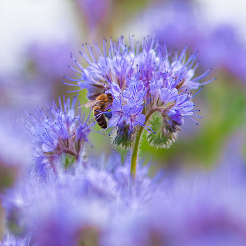 Phacelia 4 – Learn to Fly 2