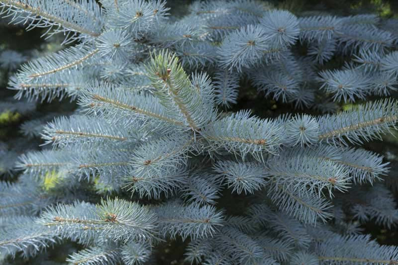 Picea pungens var. glauca (Colorado Blue Spruce)