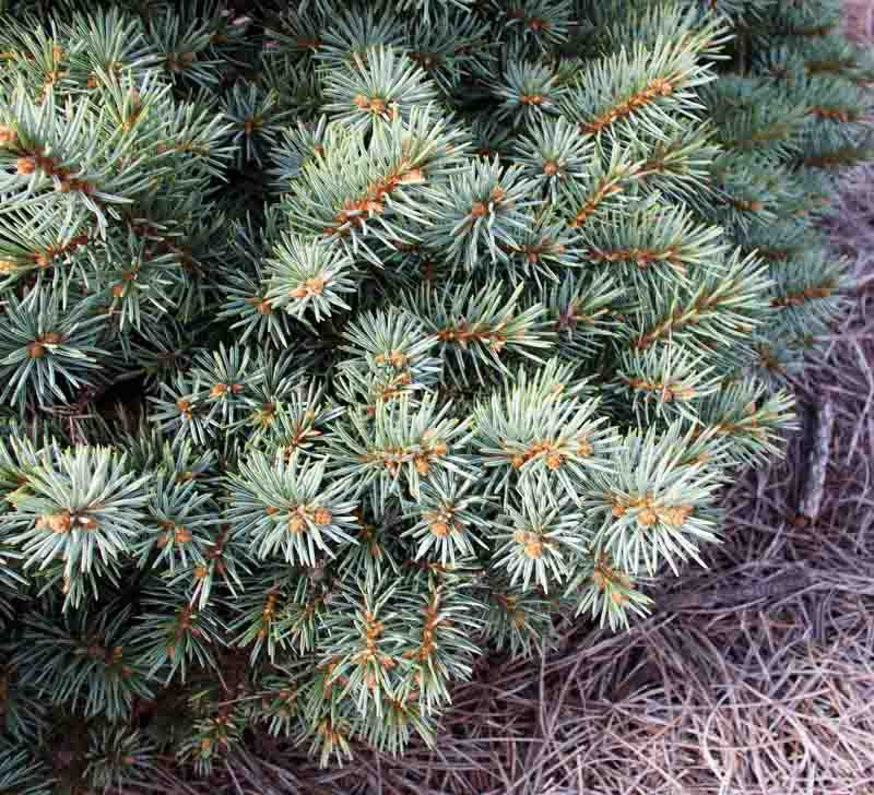 Picea pungens 'Regal Chub' (Colorado Spruce)